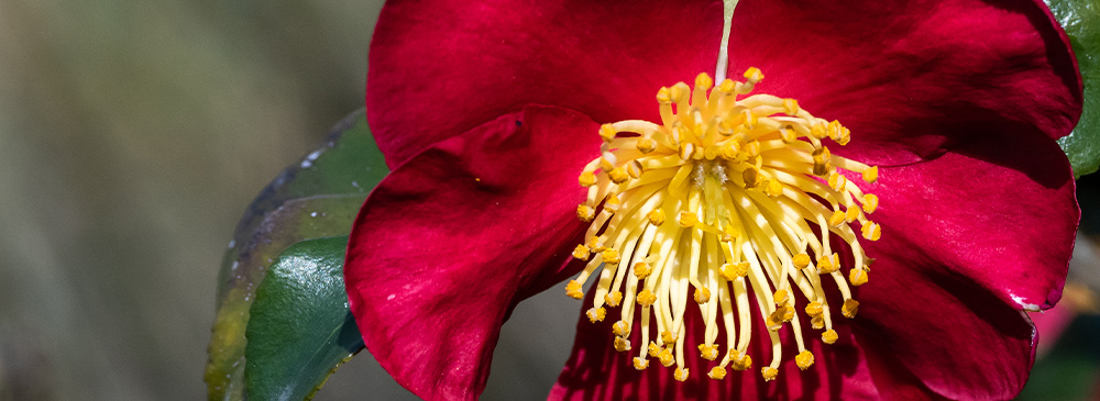 top 10 evergreen shrubs - Camellia