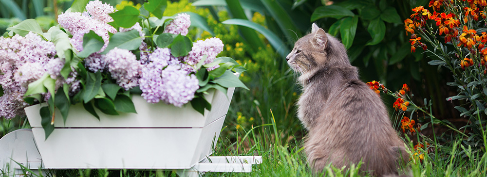 how to create a pet friendly garden