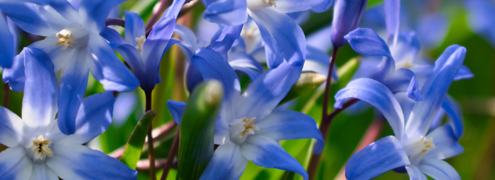 Top 10 Bulbs For Pollinators - Chionodoxa