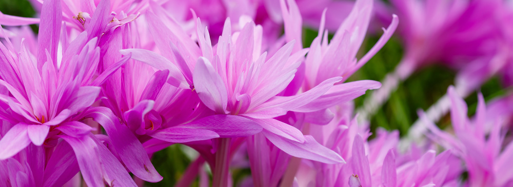 Top 10 Bulbs For Pollinators - Colchicum