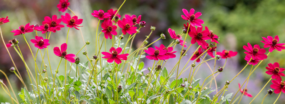 top 10 perennials for pots