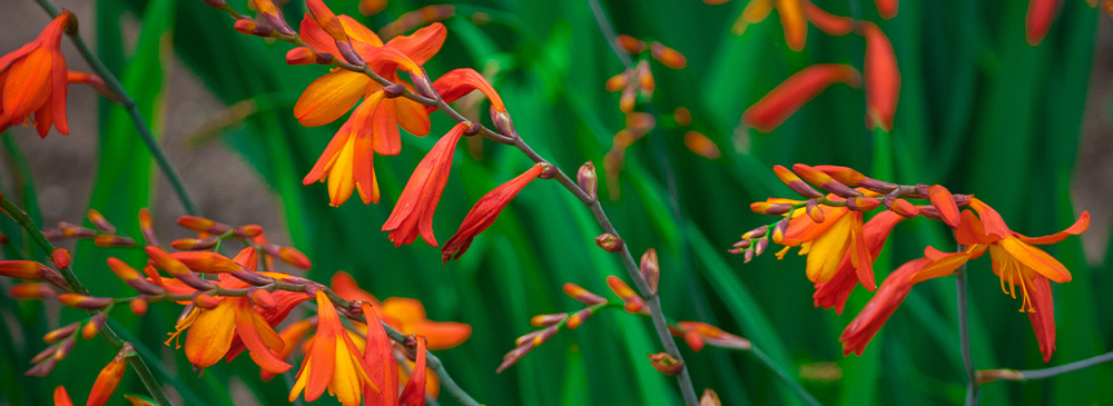 Top 10 Autumn Flowering Plant - Crocosmia