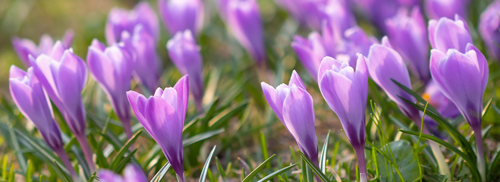 Top 10 Bulbs For Pollinators - Crocus