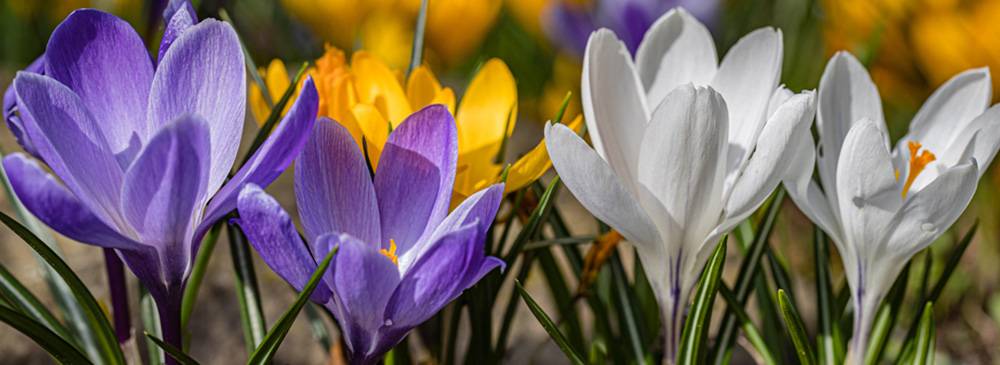 top 10 bulbs for shady areas - Crocus