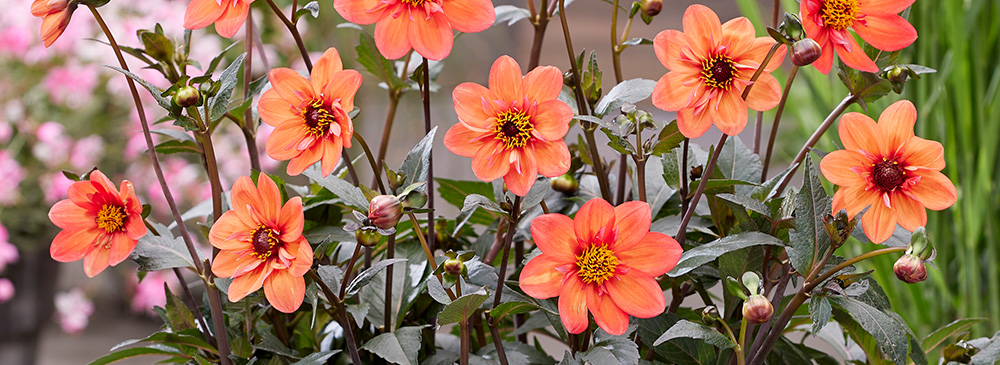 top 10 perennials for pots