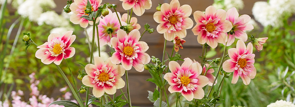 top 10 perennials for 2021