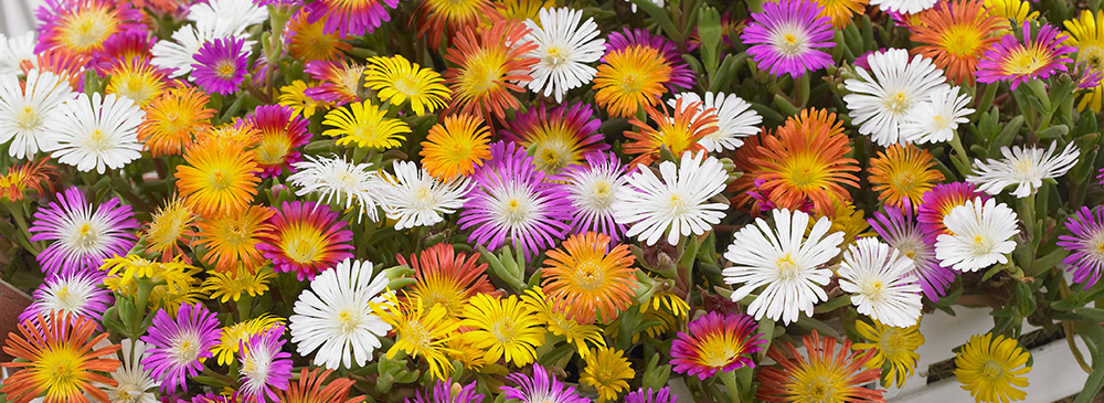 Top 10 Autumn Flowering Plant - Delosperma