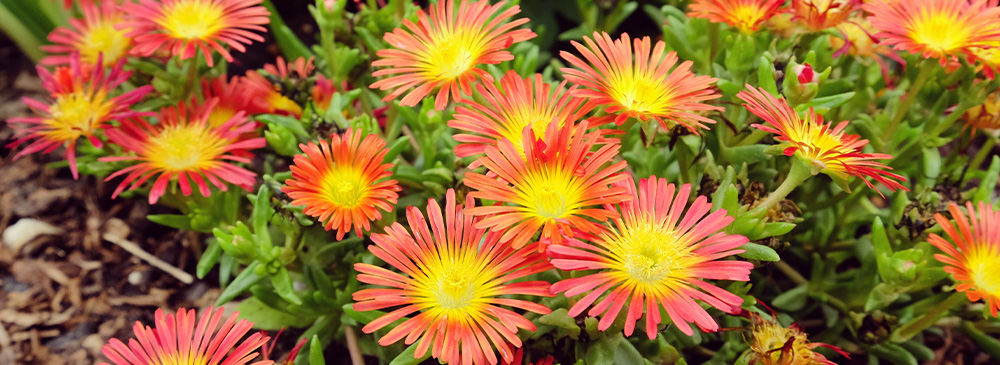 top 10 drought tolerant plants