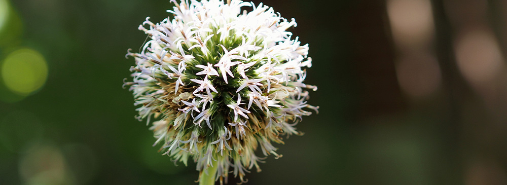 top 10 extremely hardy perennials