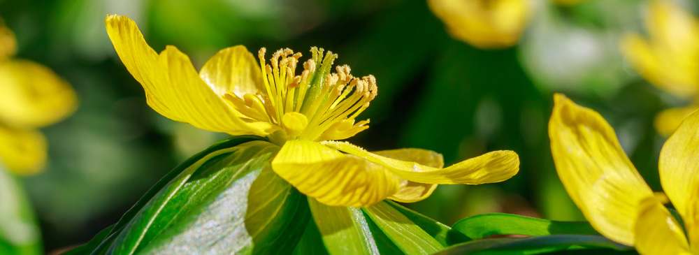 Top 10 Bulbs For Pollinators - Eranthis