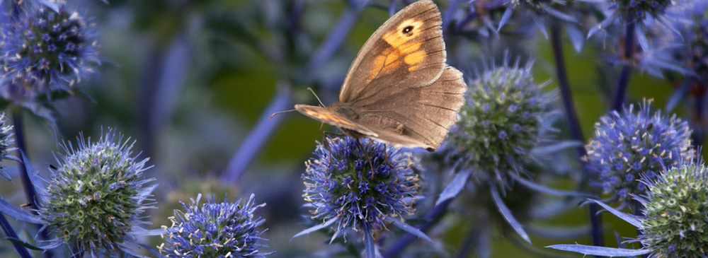 top 10 drought tolerant plants