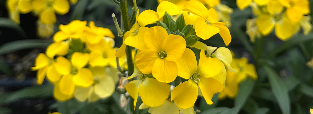 top 10 perennials for pots