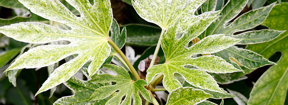 top 10 evergreen shrubs - Fatsia