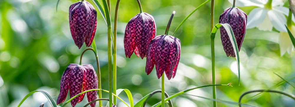 Top 10 Bulbs For Pollinators - Fritillaria