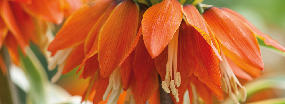 top 10 bulbs for shady areas - Fritillaria