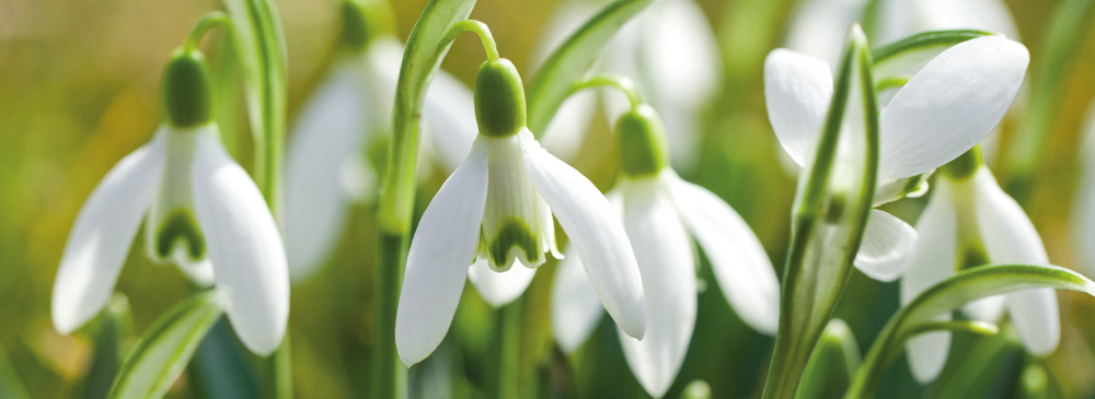 Top 10 Bulbs For Pollinators - Snowdrops