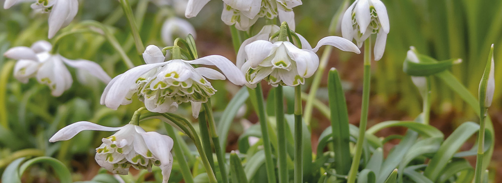 top 10 bulbs for shady areas - Snowdrops