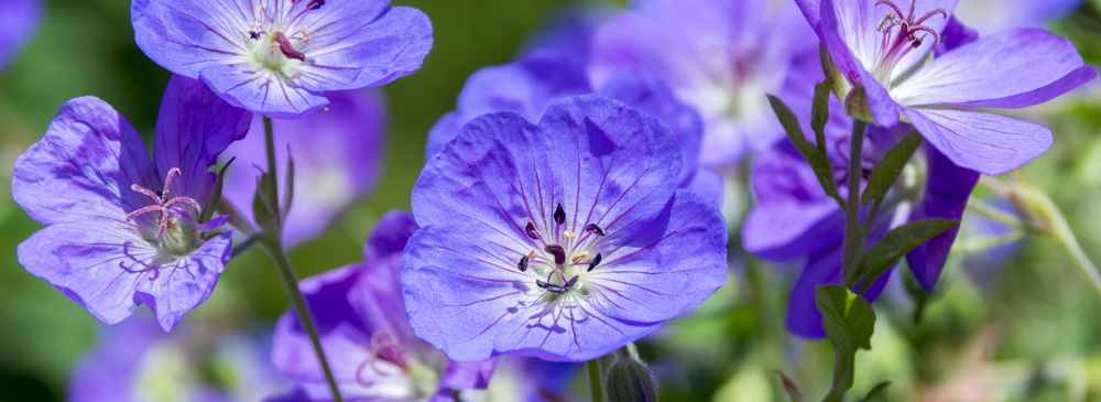 top 10 extremely hardy perennials