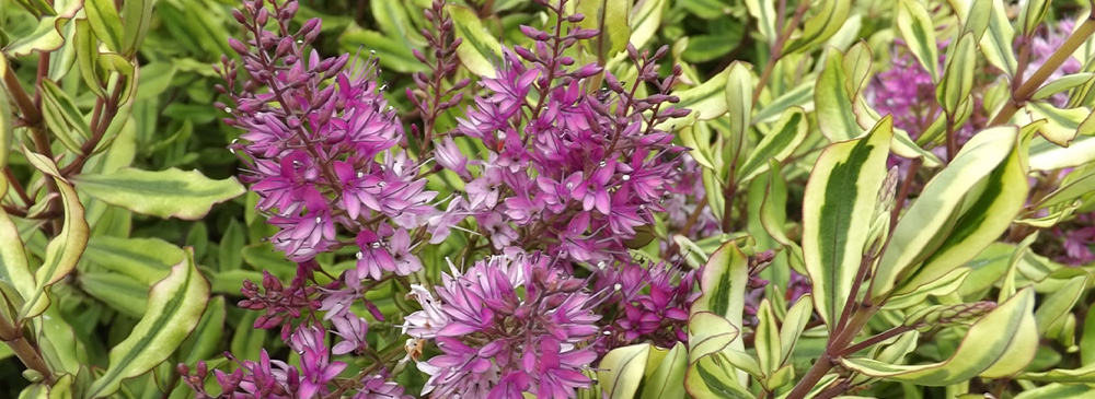 top 10 evergreen shrubs - Hebe