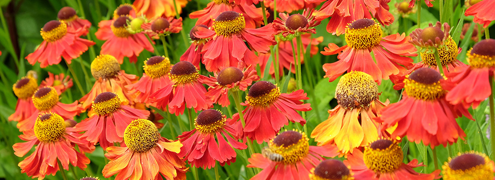 Top 10 Autumn Flowering Plant - Helenium