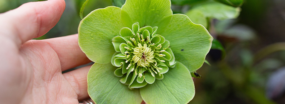 Top 10 Hellebores