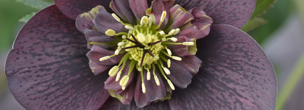 Top 10 Hellebores