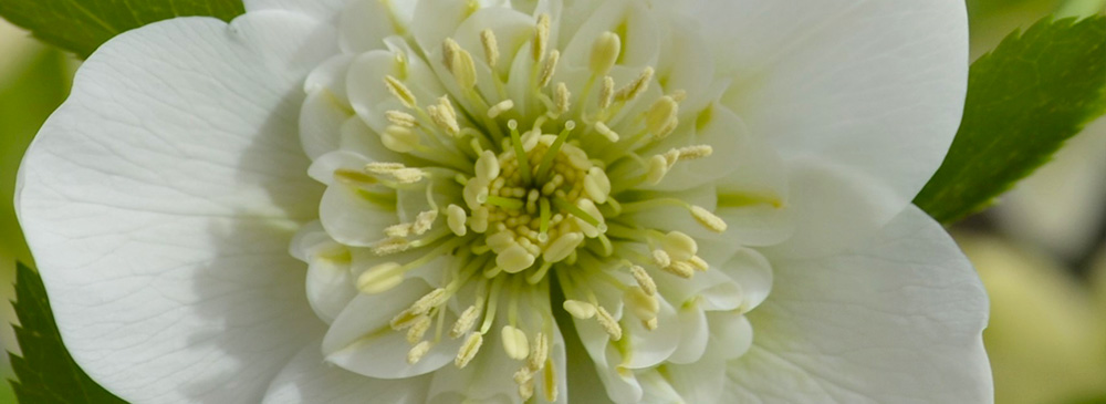 Hellebore Anemone White