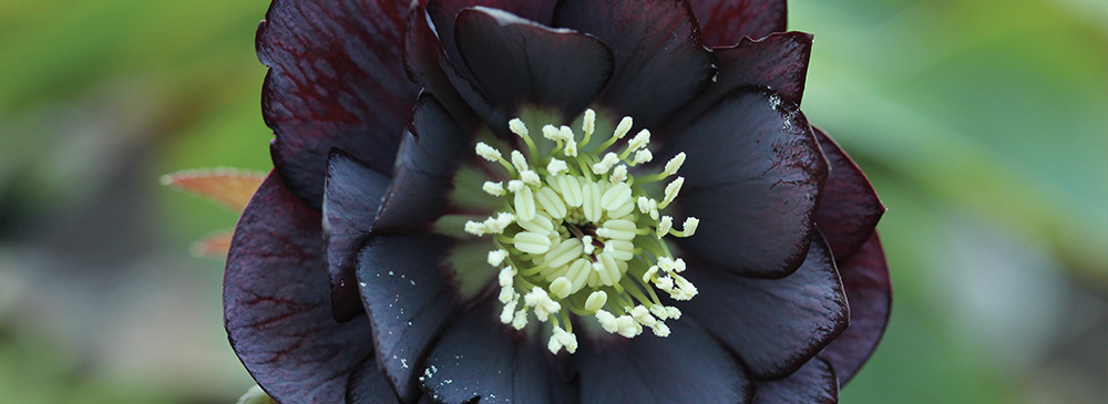 Top 10 Hellebores