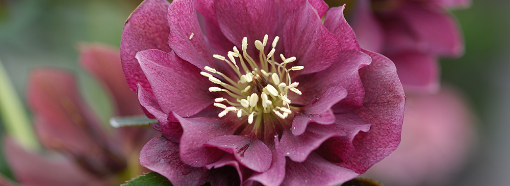 Hellebore Double Ellen Red