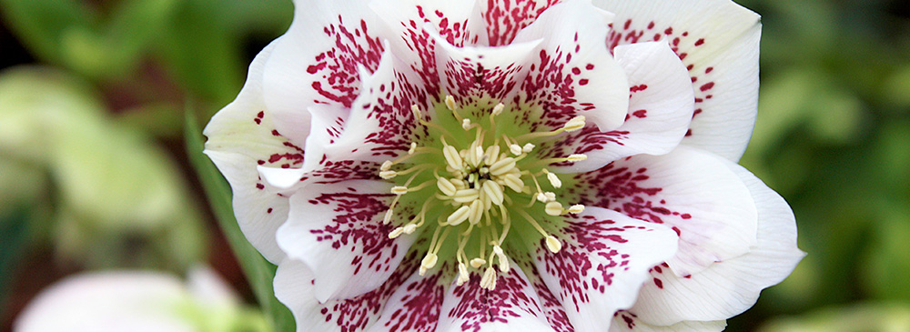 Hellebore Double Ellen White Spotted