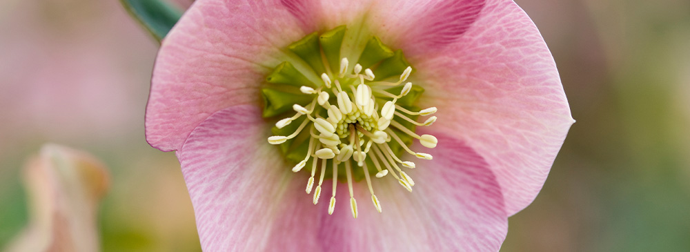 Hellebore Pretty Ellen Pink