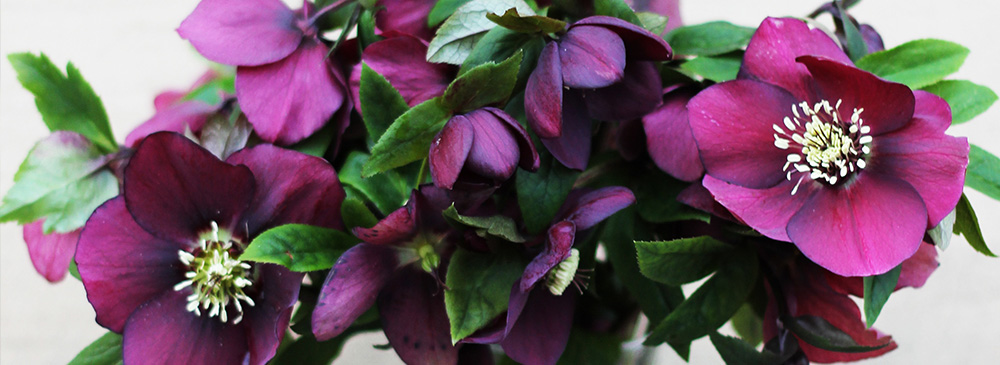 Hellebore Pretty Ellen Red