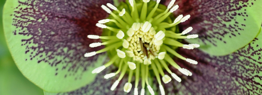 Hellebore Single Green Spotted