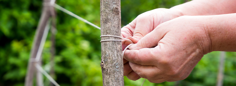 top 10 sustainable gardening tips