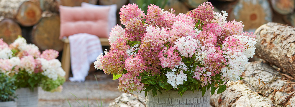 top 10 container plants for summer 2025