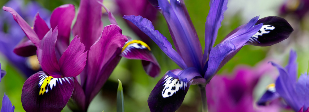 Top 10 Bulbs For Pollinators - Iris reticulata