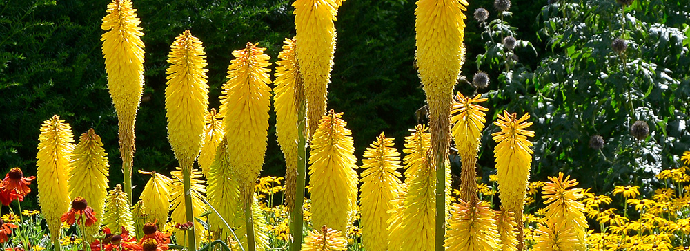 Top 10 Autumn Flowering Plant - Kniphofia