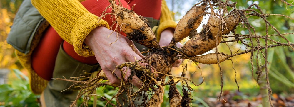 Top 10 tips to prepare your garden for winter