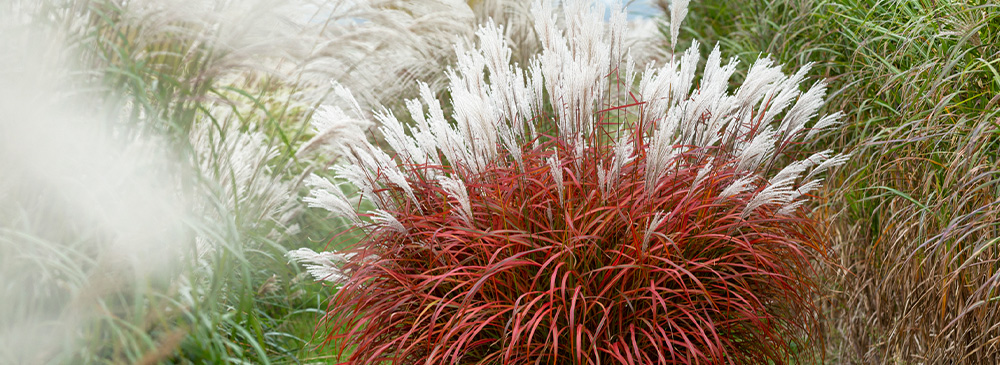 top 10 drought tolerant plants