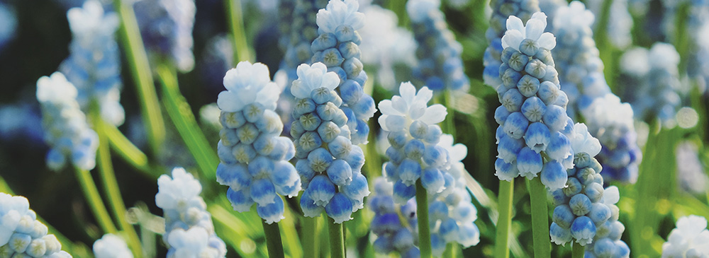 top 10 bulbs for shady areas - Muscari