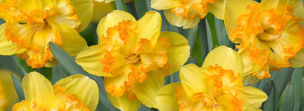 Top 10 Daffodil - Blazing Scarlet