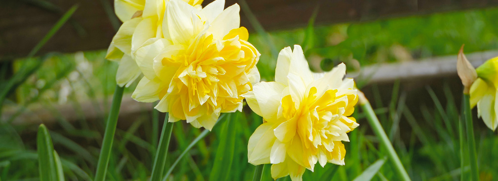Top 10 Daffodil - Dick Wilden