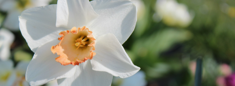 Top 10 Daffodil - Fragrant Rose
