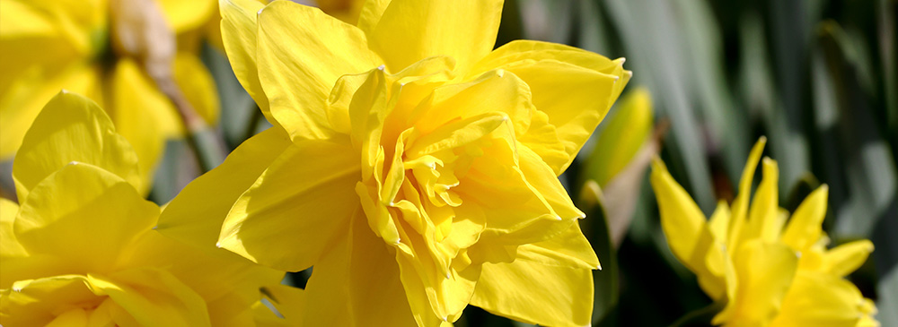 Top 10 Daffodil - Golden Ducat