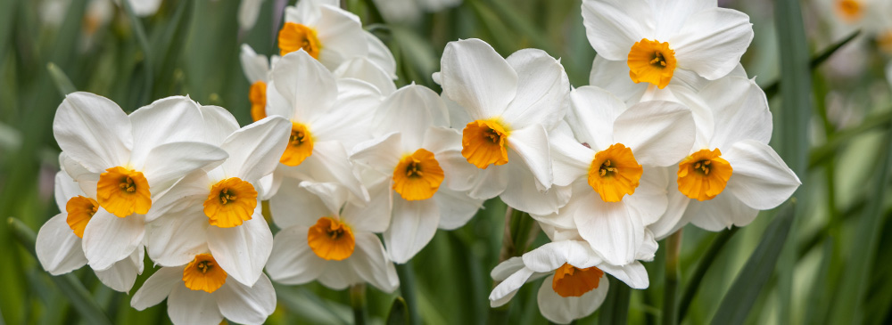 Top 10 Daffodil - Geranium