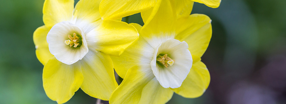 Top 10 Daffodil - Pipit