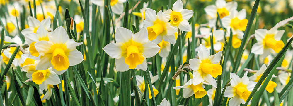 Top 10 Daffodil - Pseudonarcissus