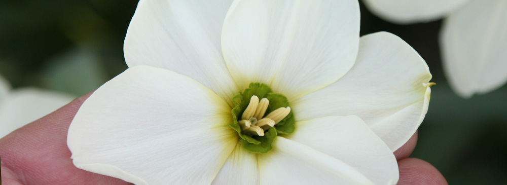 Top 10 Daffodil - Sinopel