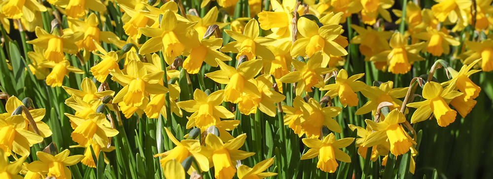 Top 10 Daffodil - Tete a Tete