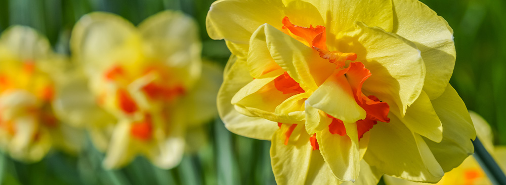 top 10 bulbs for shady areas - Narcissus